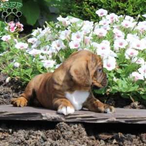 Katie, Boston Terrier Mix Puppy